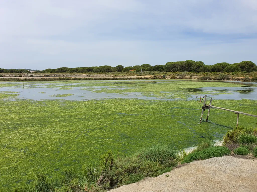 Marismas del Río Piedras, Cartaya (Huelva)