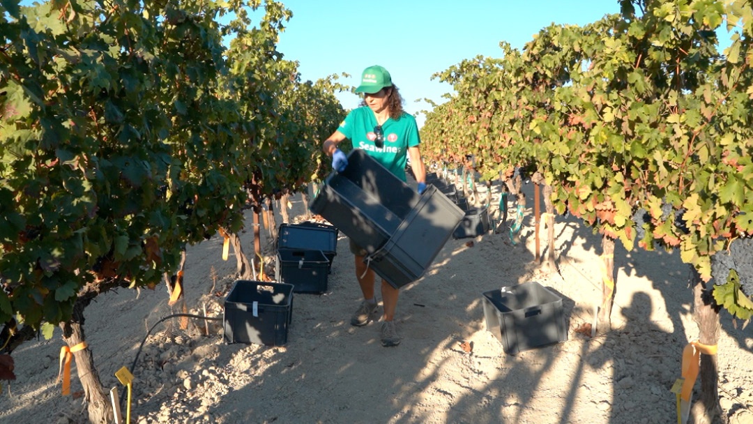 Ensayos SEAWINES en viñedo con aplicación de extracto de Ulva