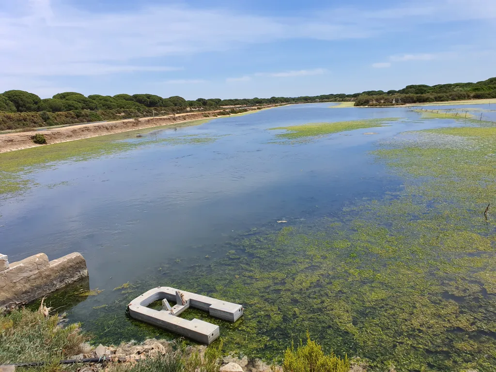 Canal en marismas atlánticas de Cartaya