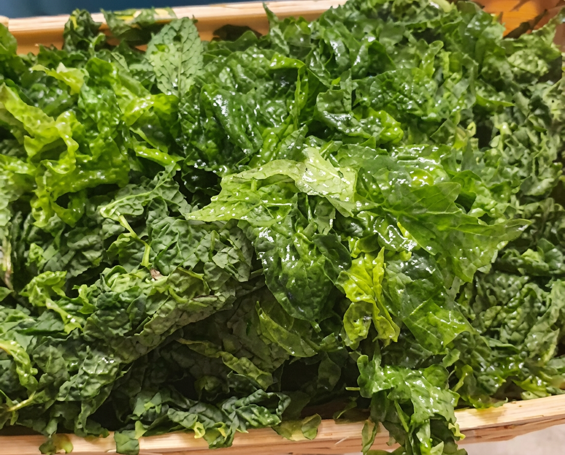 Ulva fresca lista para transformación