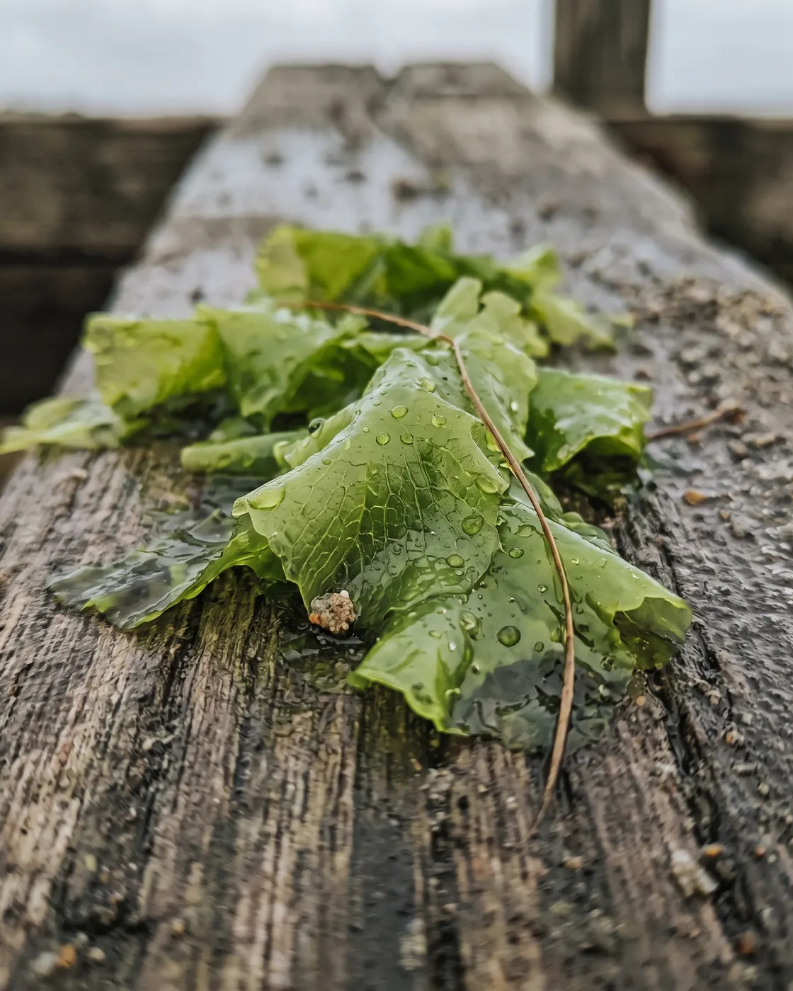 Macrofotografía de la lámina verde de Ulva ohnoi recién cosechada