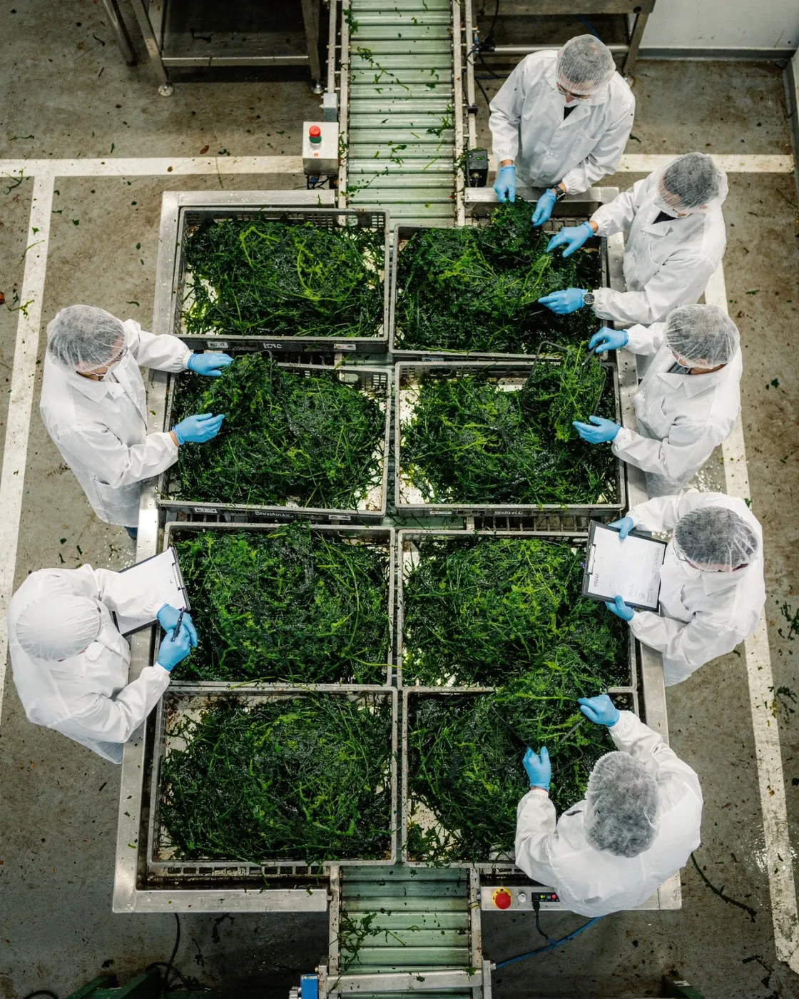 Selección de Ulva en la planta de procesado, vista cenital