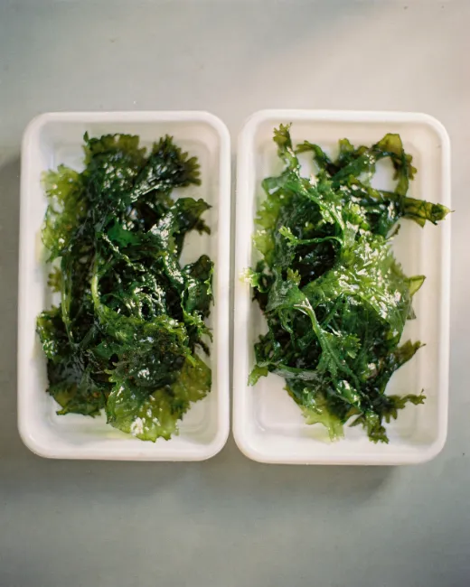 Alga ulva fresca recién lavada en bandejas blancas lista para consumo alimentario
