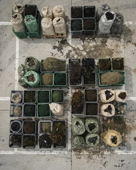 Muestras de macroalga en laboratorio